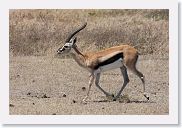 07IntoNgorongoro - 091 * Thompson's Gazelle.